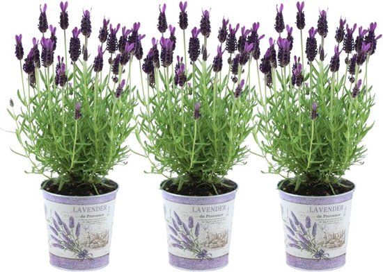 Plants by Frank - Set van 3 Franse lavendelplanten in sierpot 'Deluxe' - 3 x Lavandula stoechas Anouk® 13 cm pot - Lavendelplant