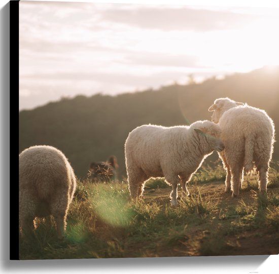 Merkloos / Sans marque Canvas Schilderij - Drie Schaapjes in het Landschap - 60x60 cm