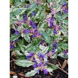 Bugle Rampant 'sparkler' Pot de 2l/3l