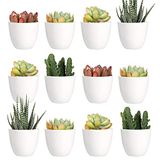 Youngever 24 stuks 5 cm mini plastic plantenbakken, bloempotten voor binnen, witte tuinpot met drainage - GEEN plant inbegrepen (modern)