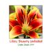 Lilies: Beauty Unfolded Paperback