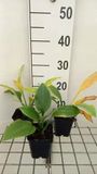 GRDplanten Groendecor Tuinarchitectuur 6x Funkia - Hosta hybr. 'Krossa Regal' | 9x9 cm pot