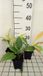 GRDplanten Groendecor Tuinarchitectuur 6x Funkia - Hosta hybr. 'Krossa Regal' | 9x9 cm pot