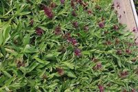 GRDplanten Korenbloem 6x Centaurea mont. 'Amethyst Dream'® | 9x9 cm pot