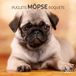 Möpse / Puglets 2027: Kalender 2027