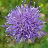 Arborix Bol 6 x Jasione Laevis - Zandblauwtje pot 9x9cm - Blauwe bloemen, bodembedekker