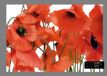 Dutch Wallcoverings Fotobehang Klaprozen 360 x 254 cm