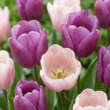 Green boutiQ - 96x Tulipa Macron mix - Tulp Macron mix - Diversen - Voorjaarsbloeier - Bolmaat 11/12
