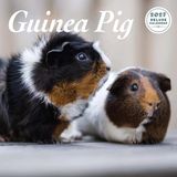Magnet & Steel Cavia Kalender 2027 Deluxe Wandkalender