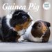 Magnet & Steel Cavia Kalender 2027 Deluxe Wandkalender