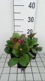 GRDplanten Groendecor Tuinarchitectuur 6x Schoenlappersplant - Bergenia cord. 'Rotblum' | 9x9 cm pot