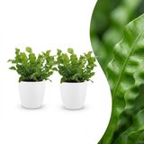 Plantenboetiek.nl Asplenium Crispy Wave - 2 Planten - met Potter Wit - Ø12cm - 30cm hoog