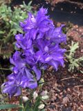 GRDplanten Ridderspoor 6x Delphinium hybr. 'Delgenius Breezin' | 9x9 cm pot