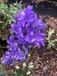 GRDplanten Ridderspoor 6x Delphinium hybr. 'Delgenius Breezin' | 9x9 cm pot