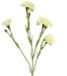 Erutan avon Dianthus Charly cream 62 cm