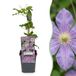 Green boutiQ - 6x Clematis Justa - Bosrank - Licht Blauw - Klimplant - Ø9cm - 35cm