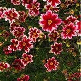 Arborix Bol 6x Coreopsis 'Ruby Frost' Pot 9x9cm - Prachtige bloeiende plant voor in de tuin