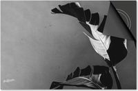 Dietrix Inductie beschermer 59x52 - Leaves - 22 Zwart bananenplant