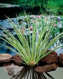 Moerings Acorus calamus Gramineus P9