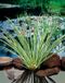 Moerings Acorus calamus Gramineus P9