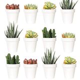 Youngever 24 stuks 5 cm mini plastic plantenbakken, bloempotten voor binnen, witte tuinpot met drainage - GEEN plant inbegrepen (klassiek)