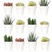 Youngever 24 stuks 5 cm mini plastic plantenbakken, bloempotten voor binnen, witte tuinpot met drainage - GEEN plant inbegrepen (klassiek)