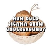 How Icecat How Does Jicama Grow Underground?