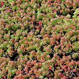 Arborix Bol 6 x Sedum Album 'Coral Carpet' - Vetkruid pot 9x9cm