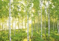 KOMAR Behang National Geographic Sunday fotobehang - 4036834085193
