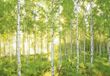 KOMAR Behang National Geographic Sunday fotobehang - 4036834085193