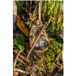 Korum Camo River Method Feeder - 90g