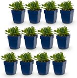 Green boutiQ Salvia nem. Schneehügel - Salie - Bijen en Vlinderlokkers - Wit - 12 Planten