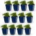 Green boutiQ Salvia nem. Schneehügel - Salie - Bijen en Vlinderlokkers - Wit - 12 Planten