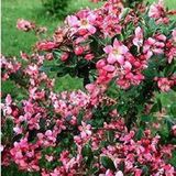 Arborix Escallonia Escallonia 'Donard Radiance' - 40-50 cm