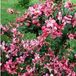 Arborix Escallonia Escallonia 'Donard Radiance' - 40-50 cm