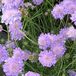 Scabiosa Columbaria 'Butterfly Blue' - Duifkruid pot 9x9cm