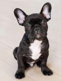 Bol Diamond Painting Bouledogue Français - Noir avec Blanc - Kit de loisirs créatifs - 30x40 cm - Entièrement à coller - Strass carrés