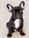 Bol Diamond Painting Bouledogue Français - Noir avec Blanc - Kit de loisirs créatifs - 30x40 cm - Entièrement à coller - Strass carrés