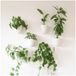 PlantPod Luxe zelfbewaterende plantenbakken (set van 6)
