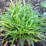 Arborix 6 x Luzula Sylvatica 'Marginata' - Veldbies pot 9x9cm - Herbe d'ombre élégante à feuilles jaunes