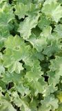 GRDplanten Groendecor Tuinarchitectuur 6x Vrouwenmantel - Alchemilla mollis | pot 9 x 9 cm