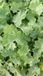 GRDplanten Groendecor Tuinarchitectuur 6x Vrouwenmantel - Alchemilla mollis | pot 9 x 9 cm