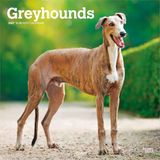 Greyhounds BrownTrout Publishers Greyhounds - Windhunde 2027 - 16-Monatskalender