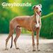 Greyhounds BrownTrout Publishers Greyhounds - Windhunde 2027 - 16-Monatskalender