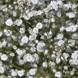 Bol 6 x Gypsophila Paniculata 'Bristol Fairy' - Gipskruid pot 9x9cm
