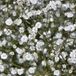 Bol 6 x Gypsophila Paniculata 'Bristol Fairy' - Gipskruid pot 9x9cm