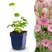 Green boutiQ - Astrantia major - Sterrenkruid - Wit-Roze - 6 Planten
