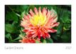 Garden Dreams Kalender 2027