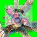 Hatch Gouldian Finch Hatch (CD)