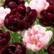 Green boutiQ - 24x Tulipa Sweet Desire mix - Tulp Sweet Desire mix - Diversen - Voorjaarsbloeier - Bolmaat 11/12